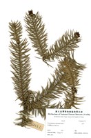 藏品(杉木)的圖片